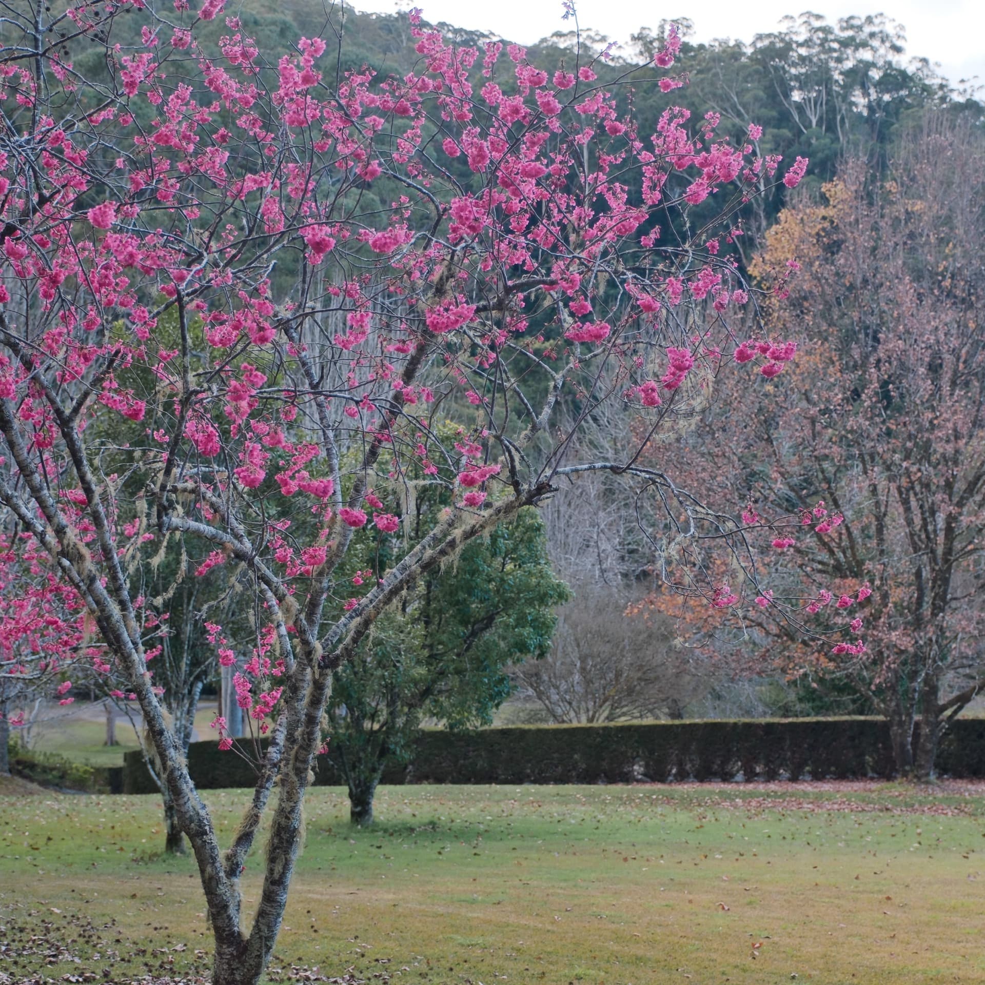 Cherry blossom on the estate