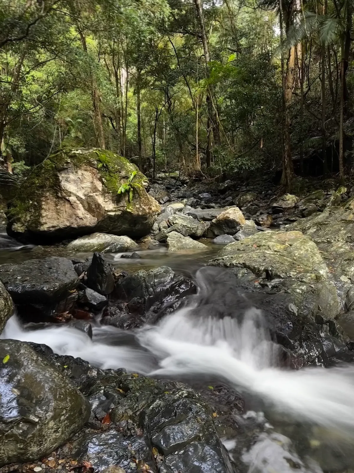 Rainforest creek surrounded by State Forest and national park near Oasis of Hope