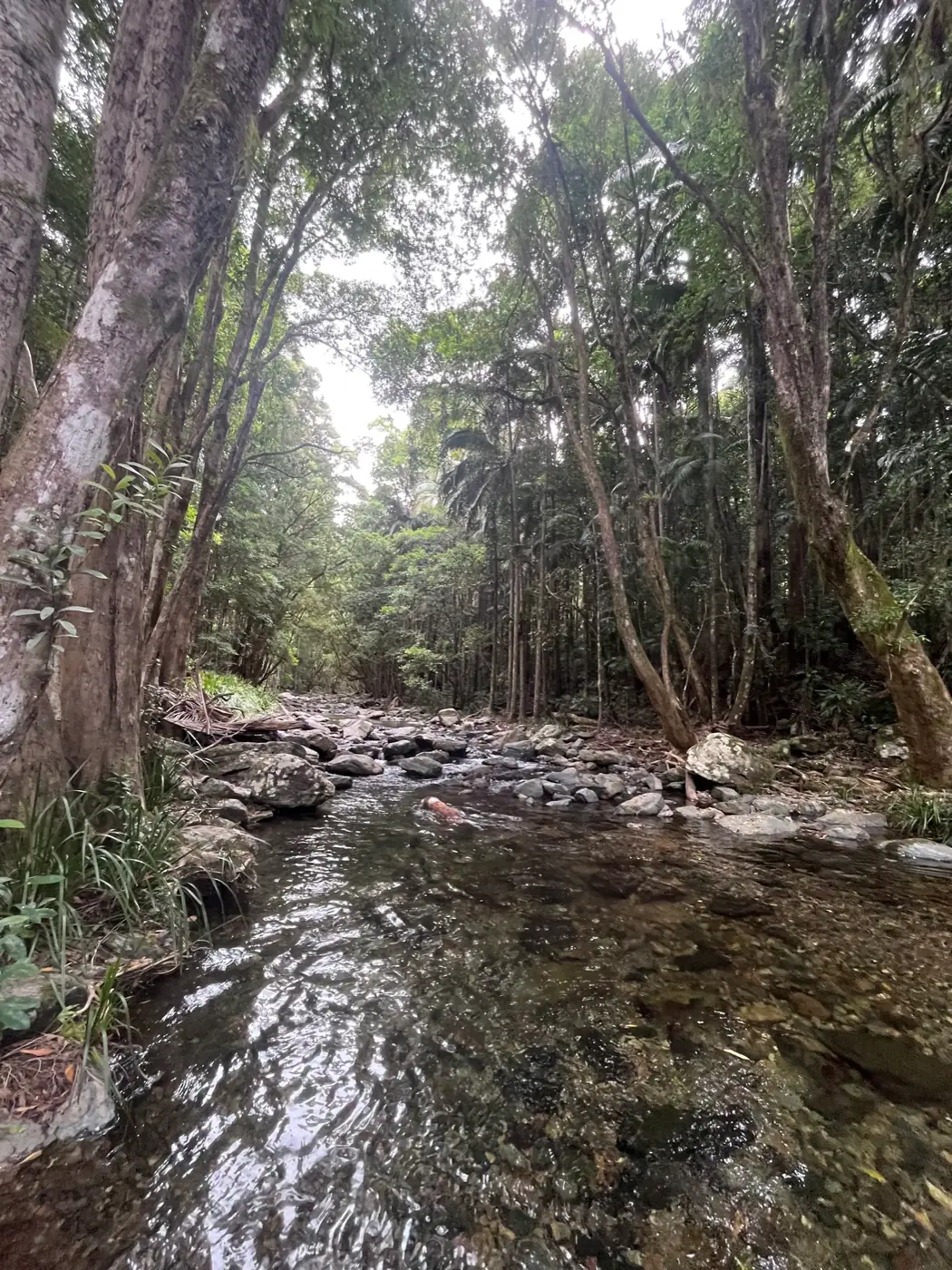 Rainforest canopy above the creek near Oasis of Hope in the Coffs Harbour hinterland